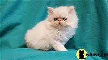 himalayan kitten posted by johnnyhoo8