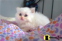 himalayan kitten posted by johnnyhoo8
