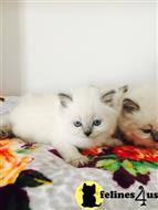 himalayan kitten posted by johnnyhoo8