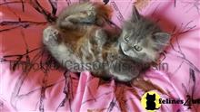siberian kitten posted by ImportedCatsOfWisconsin