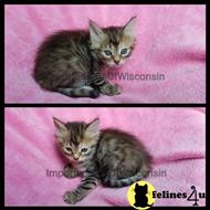 siberian kitten posted by ImportedCatsOfWisconsin