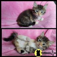 siberian kitten posted by ImportedCatsOfWisconsin