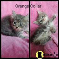 siberian kitten posted by ImportedCatsOfWisconsin