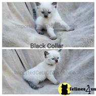 siberian kitten posted by ImportedCatsOfWisconsin