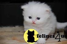 persian kitten posted by johnnyhoo11