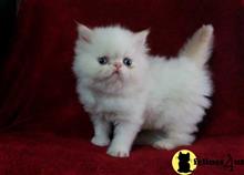 persian kitten posted by johnnyhoo11