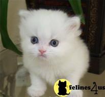 persian kitten posted by johnnyhoo11