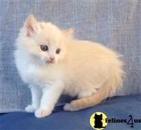 ragdoll kitten posted by johnnyhoo11