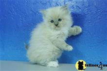 ragdoll kitten posted by johnnyhoo11