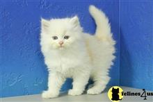 ragdoll kitten posted by johnnyhoo11