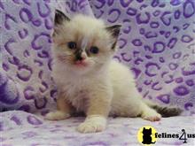 ragdoll kitten posted by johnnyhoo11