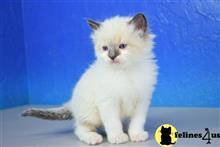 ragdoll kitten posted by johnnyhoo11