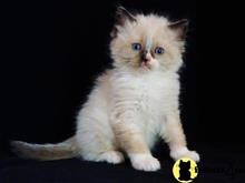 ragdoll kitten posted by johnnyhoo11