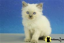 ragdoll kitten posted by johnnyhoo11