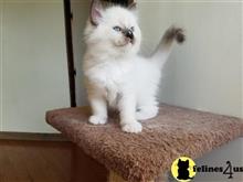 ragdoll kitten posted by johnnyhoo11