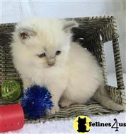ragdoll kitten posted by johnnyhoo11