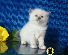 ragdoll kitten posted by johnnyhoo11