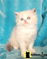 ragdoll kitten posted by johnnyhoo11