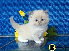 ragdoll kitten posted by johnnyhoo11