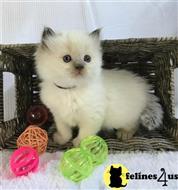 ragdoll kitten posted by johnnyhoo11