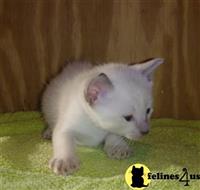 siamese kitten posted by Avalon1992
