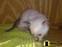 siamese kitten posted by Avalon1992