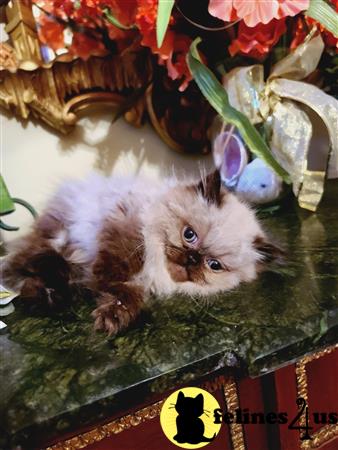 Himalayan kitten for sale