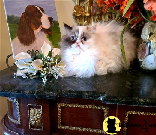 Himalayan kitten for sale