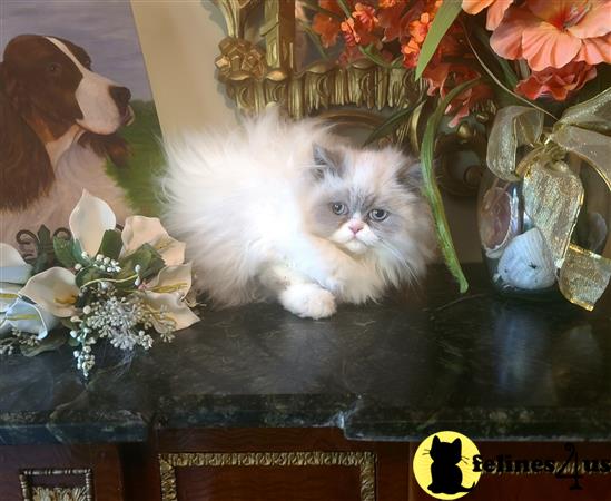 Himalayan kitten for sale