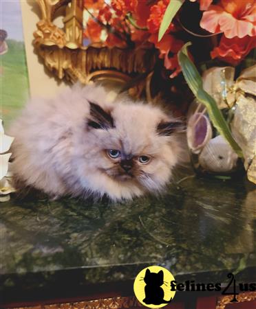 Himalayan kitten for sale