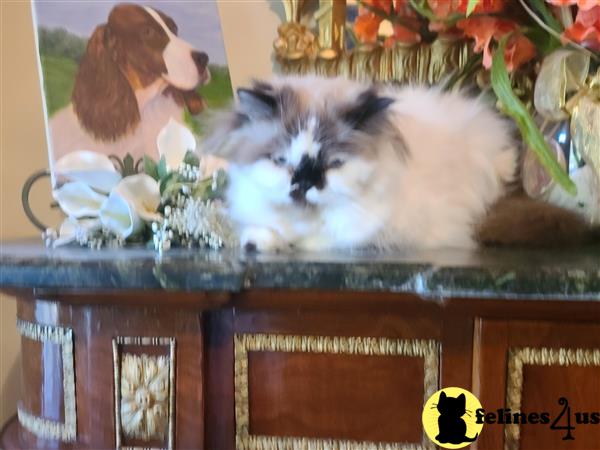 Himalayan kitten for sale