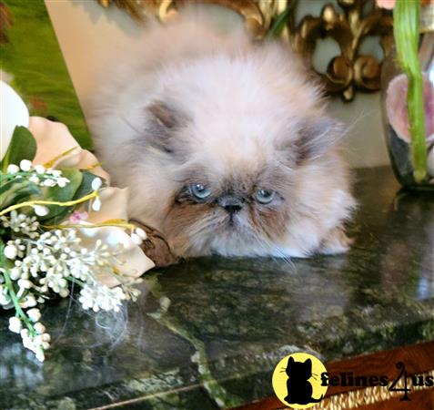 Himalayan kitten for sale