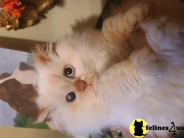 Himalayan kitten for sale