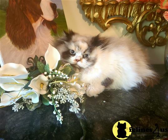 Himalayan kitten for sale