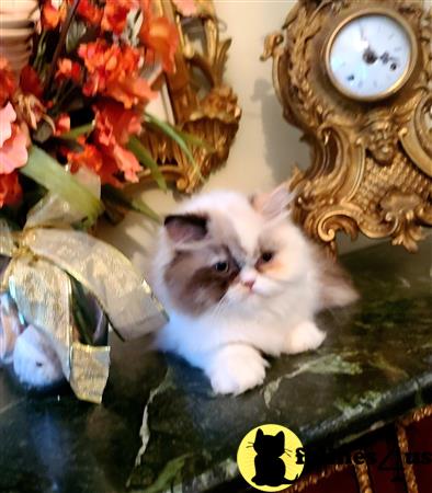 HOLLYWOOD HIMALAYANS Picture 2