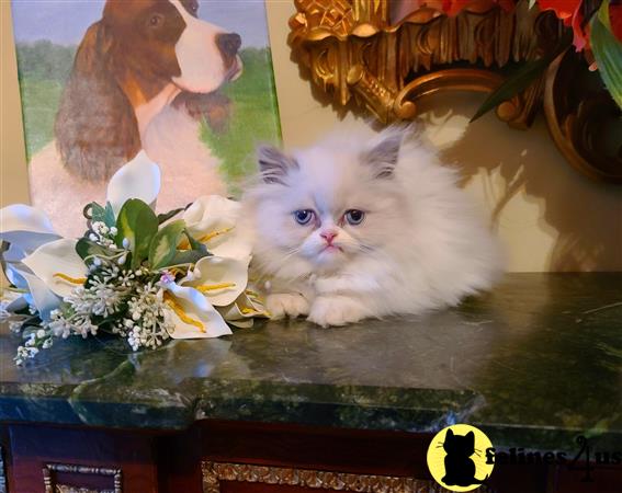 Himalayan kitten for sale