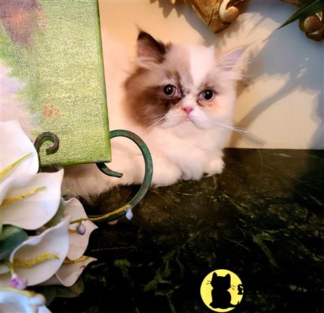 Himalayan kitten for sale