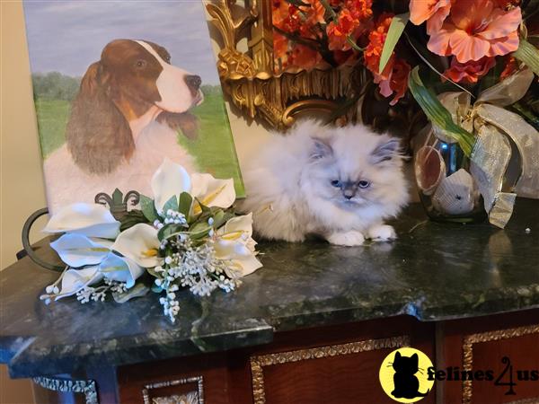 Himalayan kitten for sale