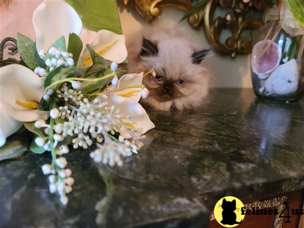 Himalayan kitten for sale