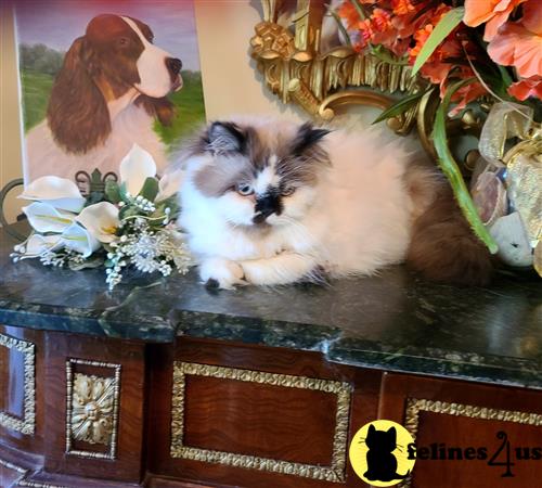 Himalayan kitten for sale