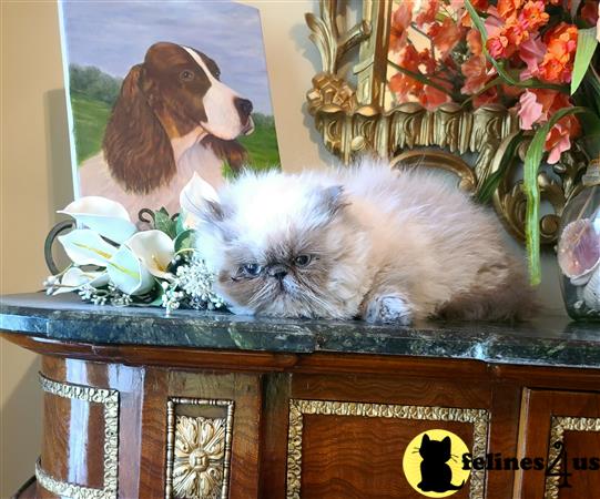 Himalayan kitten for sale