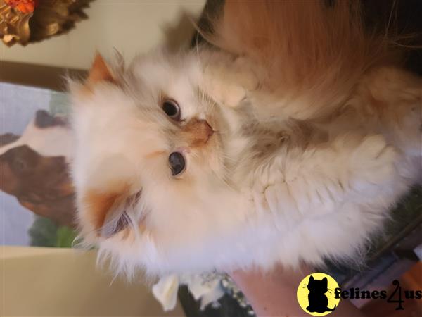 Himalayan kitten for sale