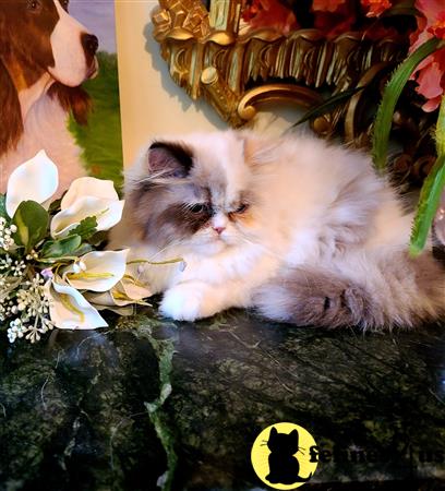 HOLLYWOOD HIMALAYANS Picture 3