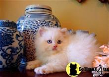 himalayan kitten posted by HOLLYWOOD HIMALAYANS