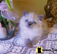 himalayan kitten posted by HOLLYWOOD HIMALAYANS