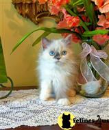 himalayan kitten posted by HOLLYWOOD HIMALAYANS