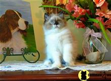 himalayan kitten posted by HOLLYWOOD HIMALAYANS