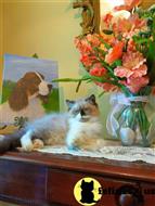 himalayan kitten posted by HOLLYWOOD HIMALAYANS