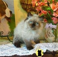 himalayan kitten posted by HOLLYWOOD HIMALAYANS