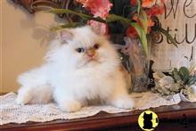 himalayan kitten posted by HOLLYWOOD HIMALAYANS